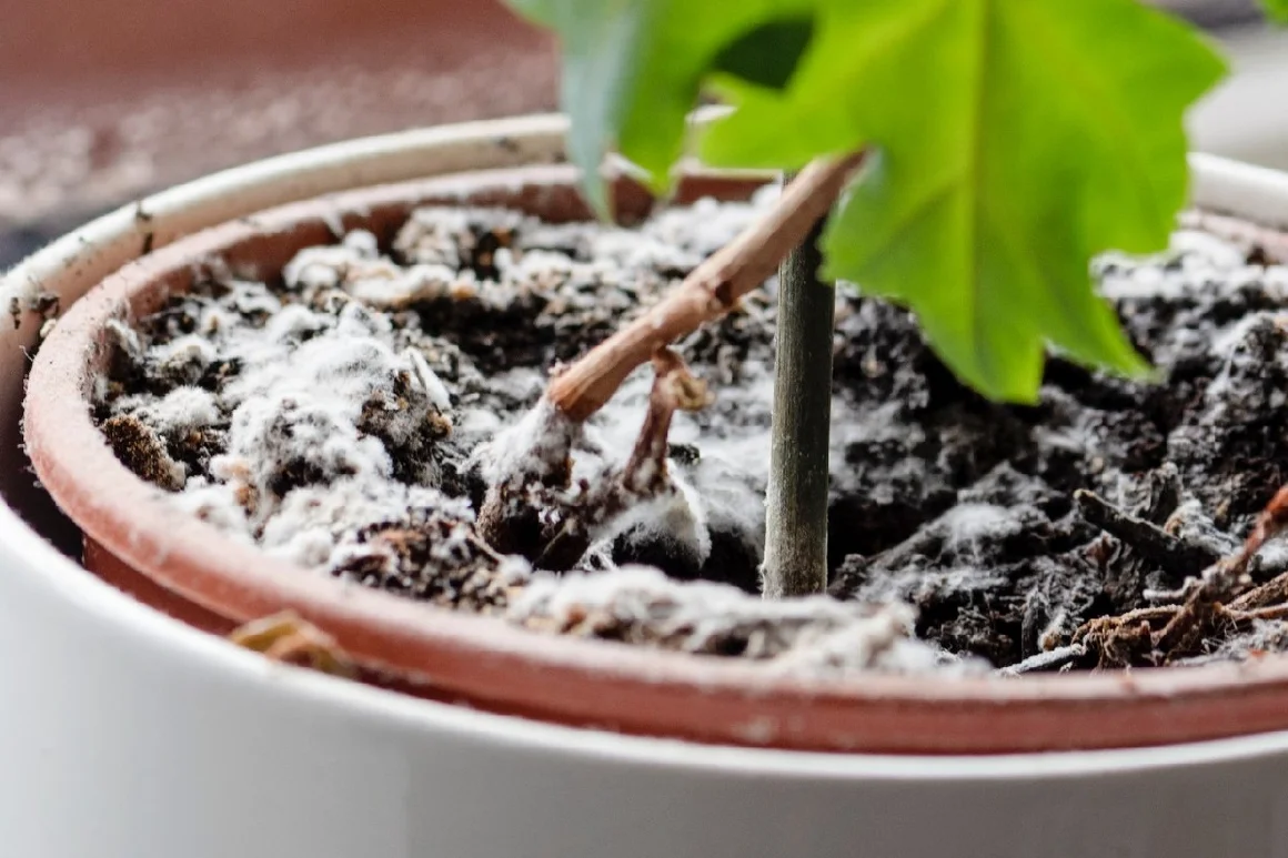 Blumenerde mit Schimmel